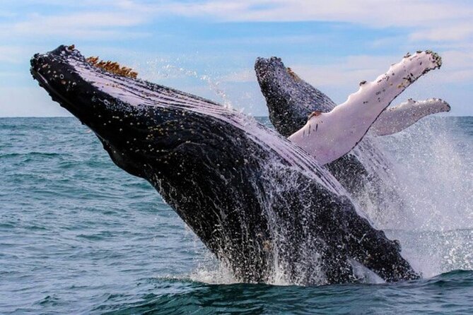 Full Day Bacardi Whale Watching - End Season March 30th - Key points to know before booking