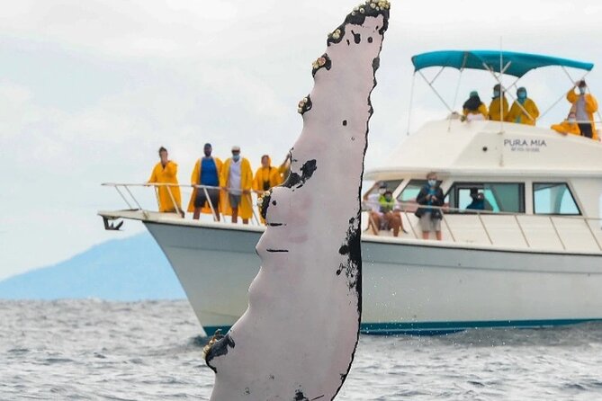 Full Day Bacardi Whale Watching - End Season March 30th - Why Samaná Bay is the real reason to go