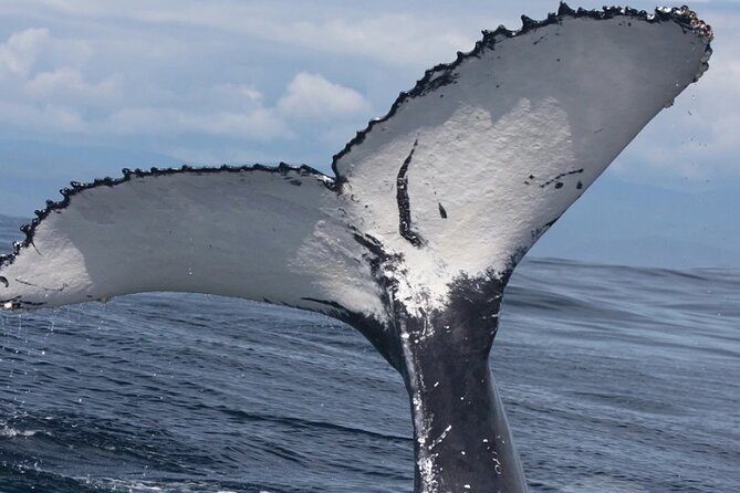 Full Day Bacardi Whale Watching - End Season March 30th - Forty-five minutes in the whale sanctuary