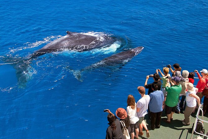 Full Day Bacardi Whale Watching - End Season March 30th - Cayo Levantado, the relaxed half of the day