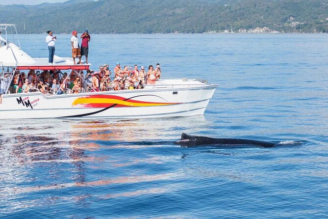 Full Day Bacardi Whale Watching - End Season March 30th - What to pack for a day on the water