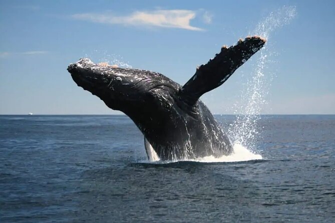 Full Day Bacardi Whale Watching - End Season March 30th - Timing, cancellations, and practical details