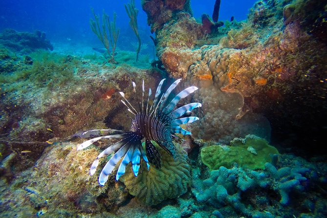 Full-Day Catalina Island Scuba Diving Tour from Punta Cana - Quick points to know before booking