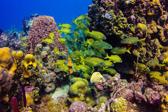 Full-Day Catalina Island Scuba Diving Tour from Punta Cana - Two Catalina reef sites in one long day