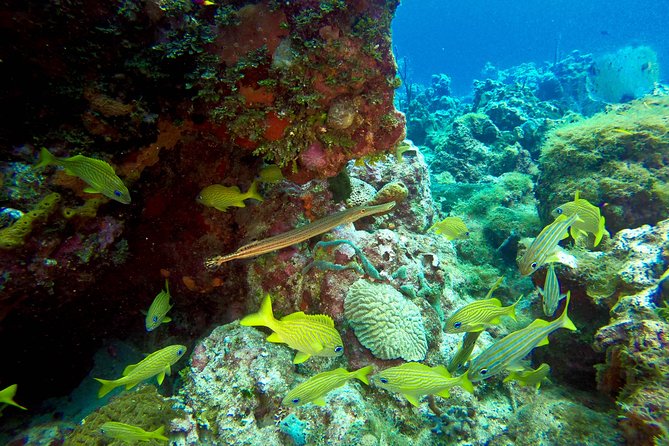 Full-Day Catalina Island Scuba Diving Tour from Punta Cana - The catamaran ride back to Punta Cana