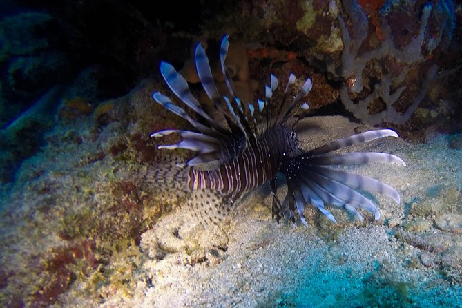 Full-Day Catalina Island Scuba Diving Tour from Punta Cana - What kind of day should you expect?
