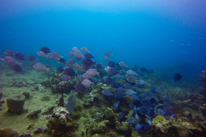 Full-Day Catalina Island Snorkeling Tour from Bavaro - Why the $72 price can be good value