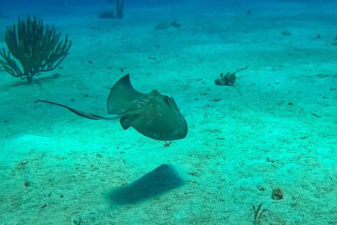 Full-Day Catalina Island Snorkeling Tour from Bavaro - Comfort, fitness, and what to pack