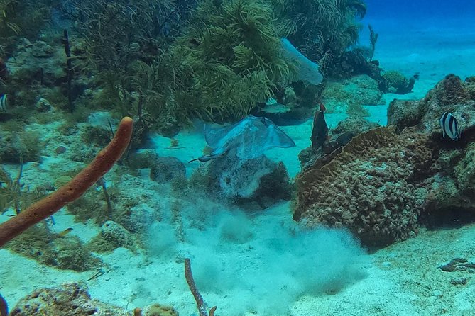 Full-Day Catalina Island Snorkeling Tour from La Romana - Setting out from La Romana on the Paradise