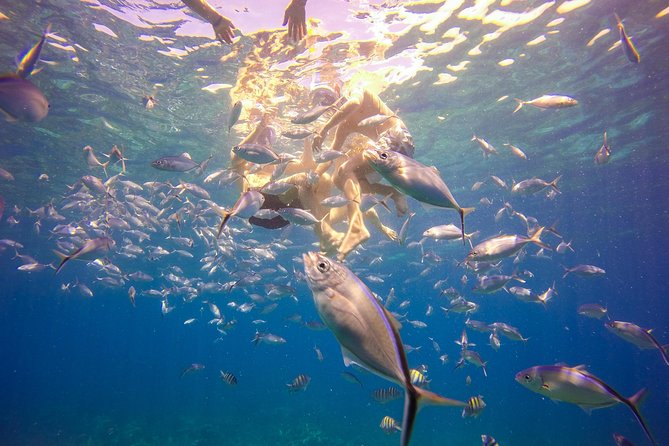 Full-Day Catalina Island Snorkeling Tour from La Romana - Dominican BBQ lunch on the island