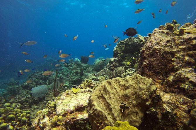 Full-Day Catalina Island Snorkeling Tour from La Romana - What the $72 price really buys
