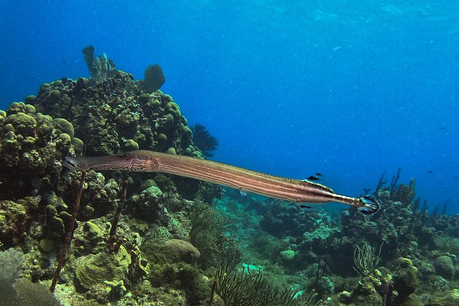 Full-Day Catalina Island Snorkeling Tour from La Romana - Who will enjoy this Catalina Island day