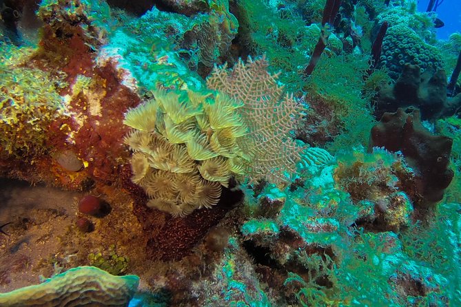 Full-Day Catalina Island Snorkeling Tour from La Romana - Catalina’s west-side beach and shore snorkeling