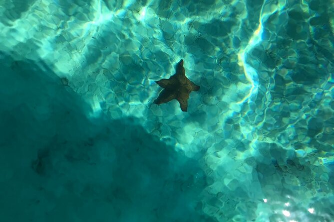 Full-Day Saona Island Escape – Beaches, Adventure, Paradise Vibes - Saona beaches and protected nature