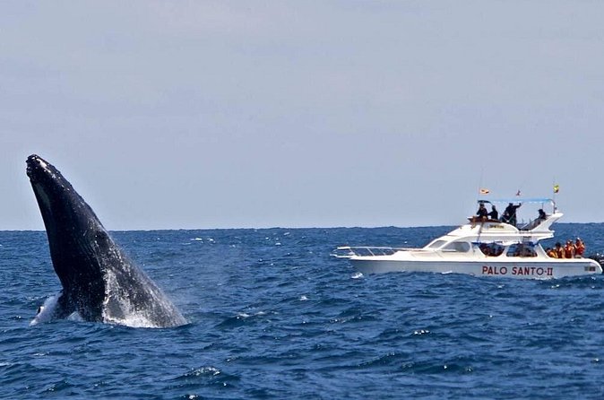 Full-Day Whale Watching Tour in Samana Bay from Cabeza de Toro - Horseback riding to 45-meter El Limón Waterfall