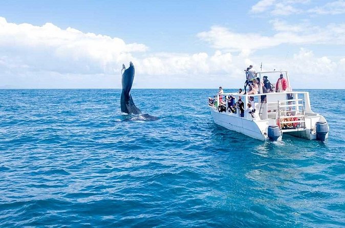 Full-Day Whale Watching Tour in Samana Bay from Cabeza de Toro - Why the $150 price can make sense