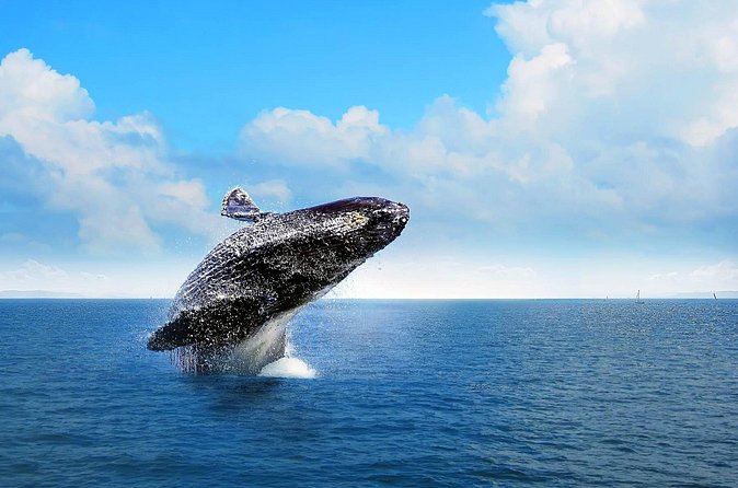 Full-Day Whale Watching Tour in Samana Bay from Cabeza de Toro - Organization and communication matter here