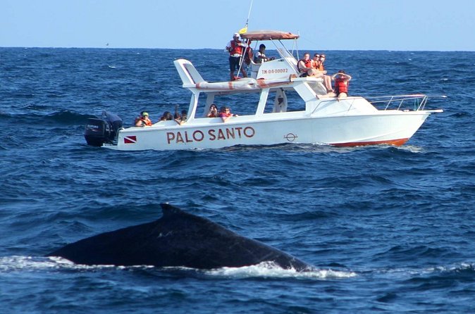 Full-Day Whale Watching Tour in Samana Bay from Cabeza de Toro - Who will enjoy this full-day outing