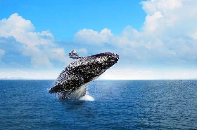 Full-day Whale watching Tour in Samana Bay from Punta Cana - Who will enjoy this packed Samaná day