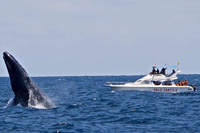 Full-day Whale watching Tour in Samana Bay from Punta Cana - Is this $130 whale and waterfall tour right for you?