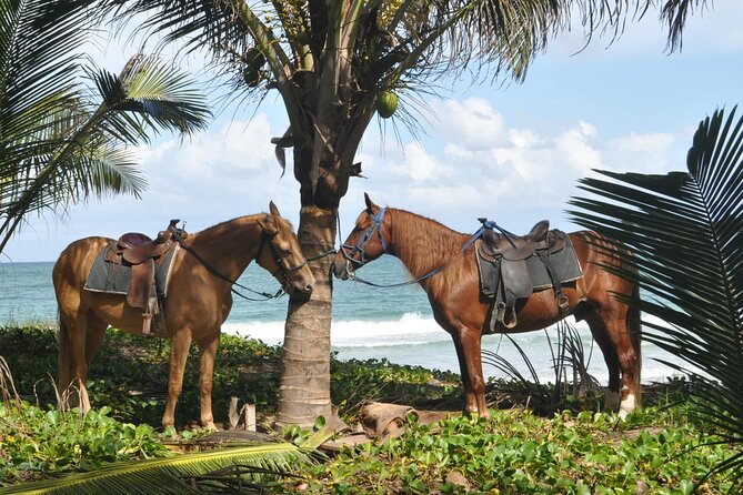 Half Day Buggies and Horseback Experience in Punta Cana - Coffee, chocolate, and rum from the area