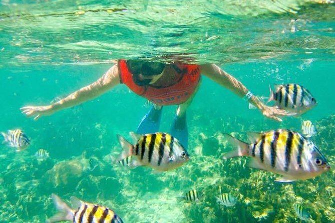 Half Day Catamaran & Snorkeling - Snorkeling in Punta Cana’s Shallow Water