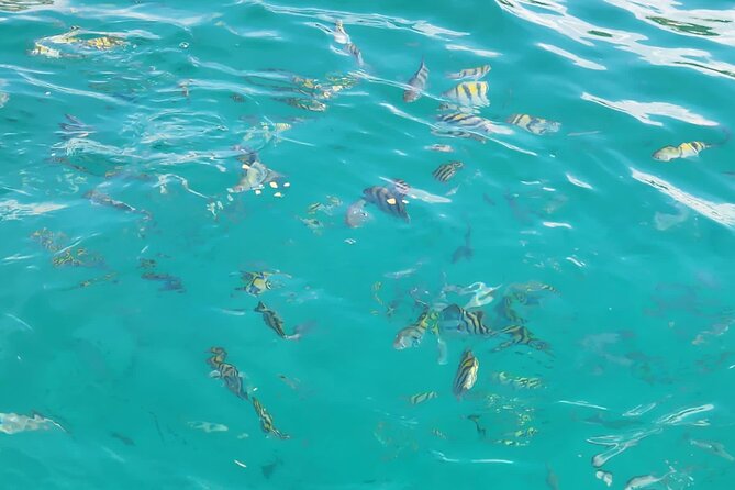 Half-day Private Catamaran Trip with Snorkeling - Who will enjoy this private Punta Cana charter