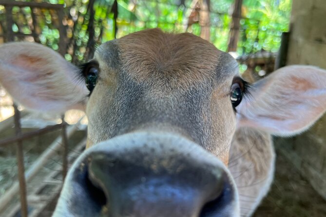 Half Day Safari and ATV or horses from Punta Cana - Lunch, heat, and the practical side of the day