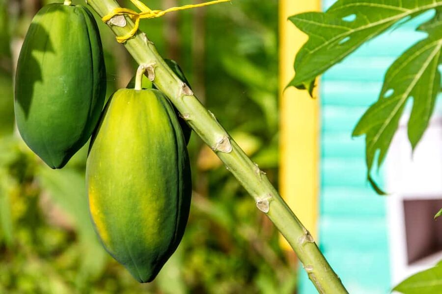 Higuey: Full-Day Tour with River Boat, Lunch, & Voodoo Show - Fruit, coffee and cocoa at the plantation