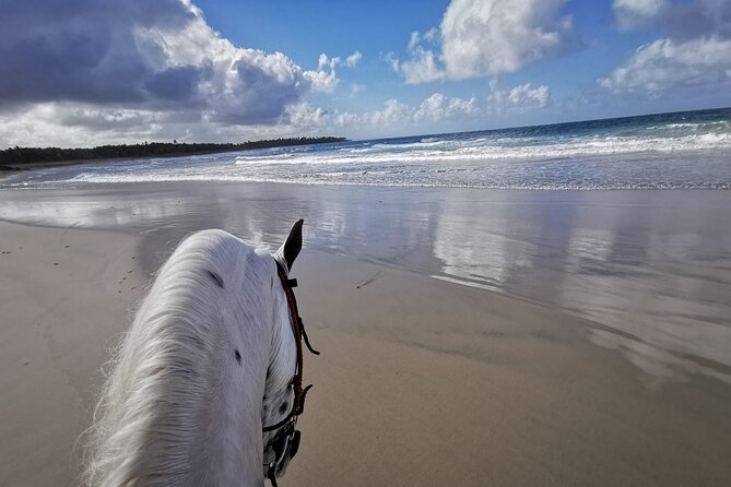 Horse Riding Experience through El Limon Beach - Key points at a glance