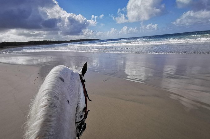 Horse Riding Experience through El Limon Beach - Horse welfare and rider comfort