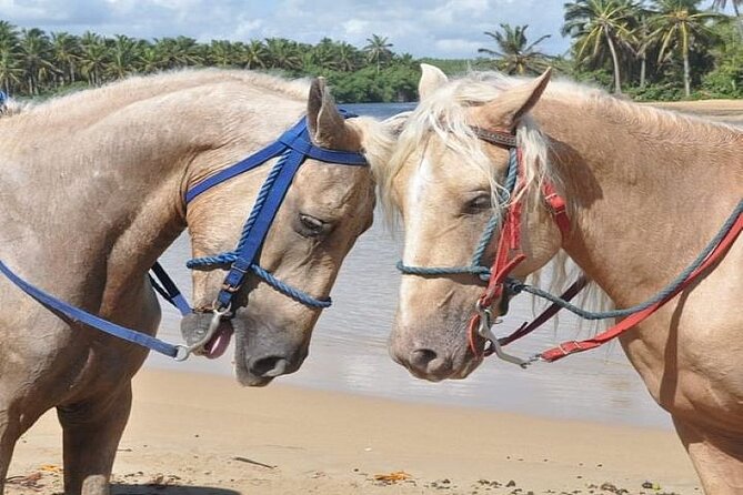 Horseback Riding to Maimon River from Punta Cana - Who will enjoy this Punta Cana horseback ride?