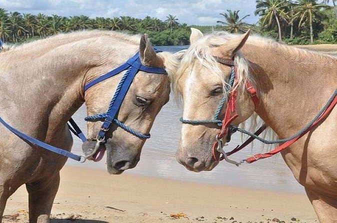 Horseback Riding to Maimon River from Punta Cana - Pickup, weather, and practical planning