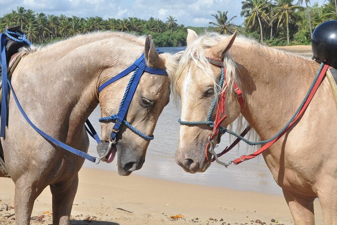 Horseback Riding Tour on the Beaches of Punta Cana - Who Will Enjoy This Punta Cana Ride Most?