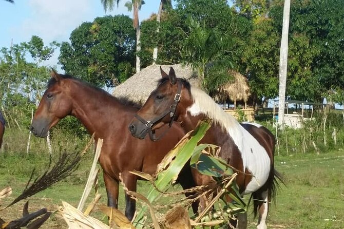 Horseback Riding with Pickup from Punta Cana - The cigar-making lesson at the end