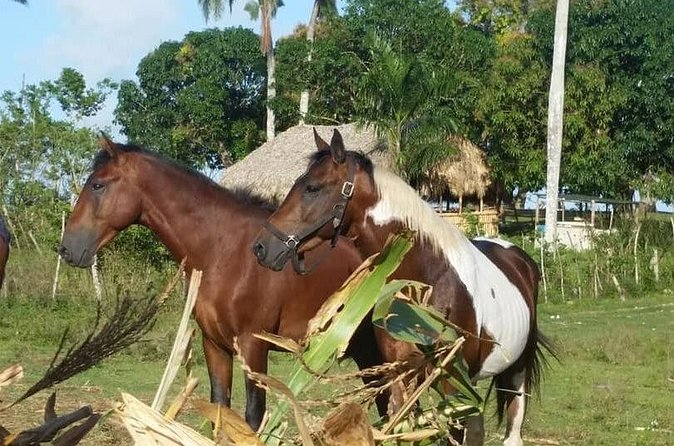 Horseback Riding with Pickup from Punta Cana - Practical planning before you book