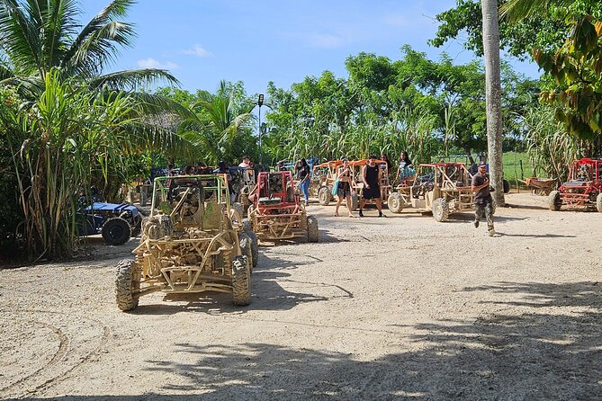 Horses, Buggy, and plantation in Chocaci Ranch - Key points about Chocaci Ranch