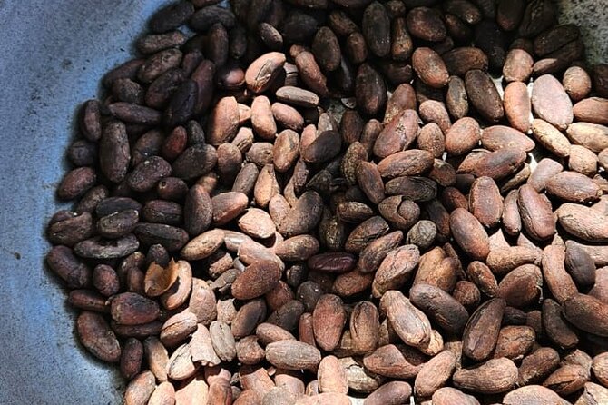 Horses, Buggy, and plantation in Chocaci Ranch - Cacao becomes hot chocolate in your hands