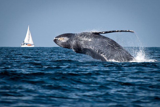 Humpback whales Watching + Samana Eco-Tour - Why Samaná Bay is the star of the day
