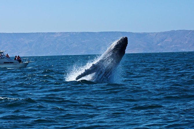 Humpback whales Watching + Samana Eco-Tour - Searching for whales off Playa Las Ballenas