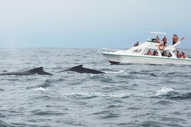 Humpback whales Watching + Samana Eco-Tour - Limón Waterfall and the three-hour stop