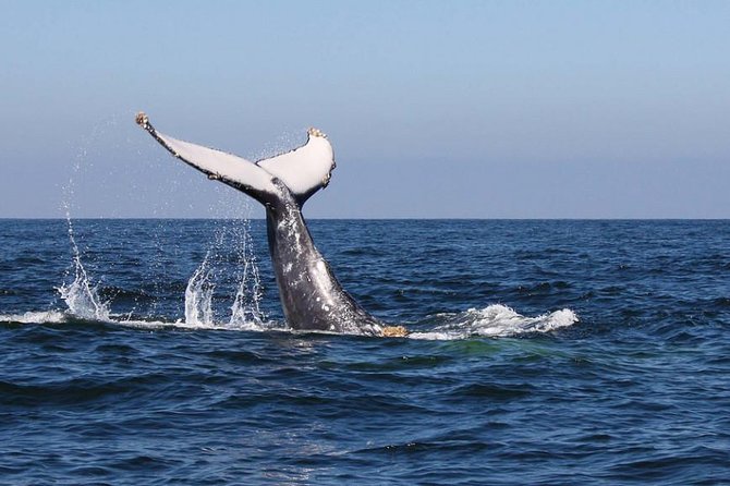 Humpback whales Watching + Samana Eco-Tour - Crossing Samaná Bay toward Cayo Levantado