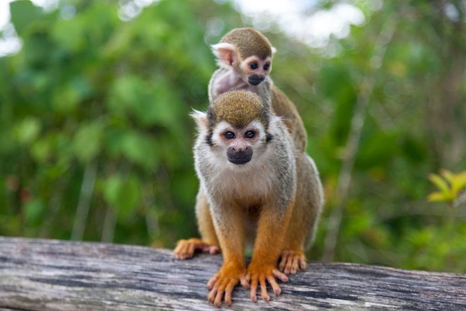 Jungle Buggies and Monkeyland from Punta Cana - Lunch is a useful part of the price