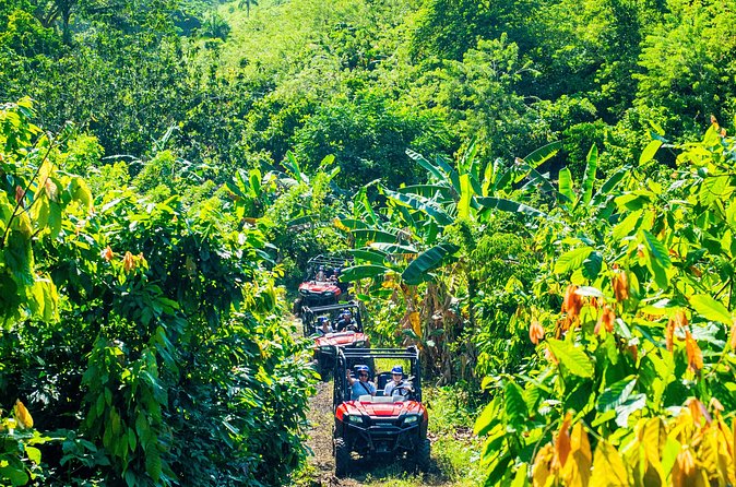 Jungle Buggies + Ziplines Adventures - Twelve ziplines and 18 platforms