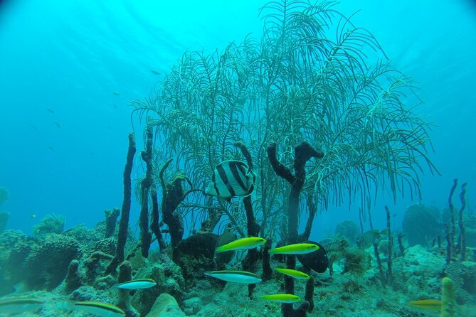 Learn to Scuba Dive in Punta Cana - Who will get the most from this experience?