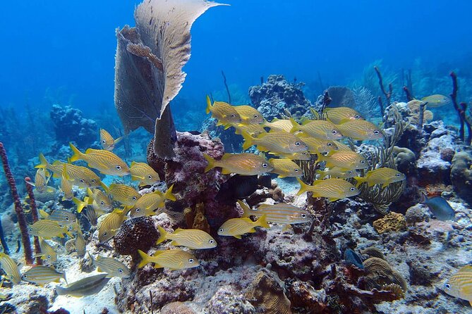 Learn to Scuba Dive in Punta Cana - Moving out to the reef