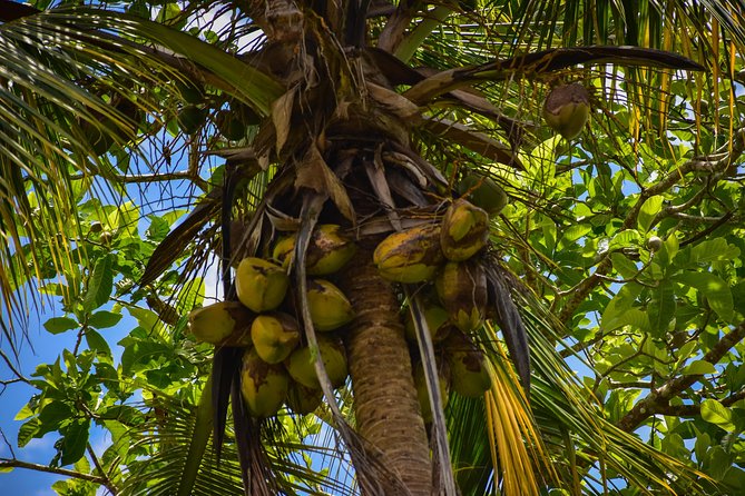 Let's do hiking in Punta Cana - The views, farms, and everyday country life