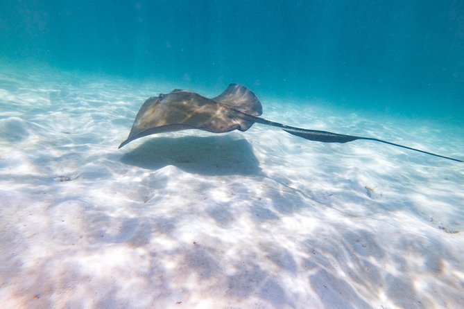 Marinarium Snorkeling Cruise from Punta Cana - Food, drinks, music, and the pace of the boat