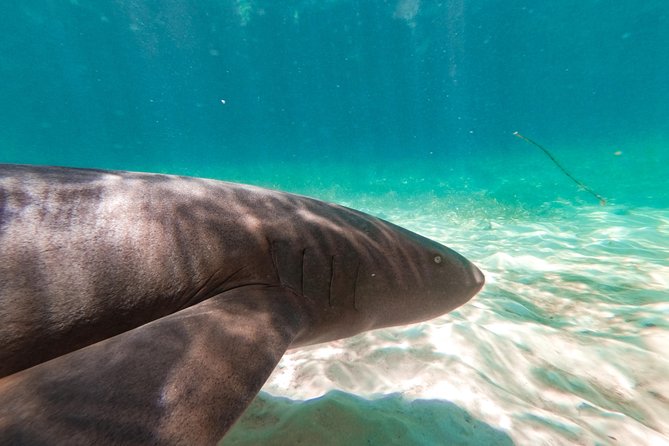 Marinarium Snorkeling Cruise from Punta Cana - Pickup, timing, and the transport question