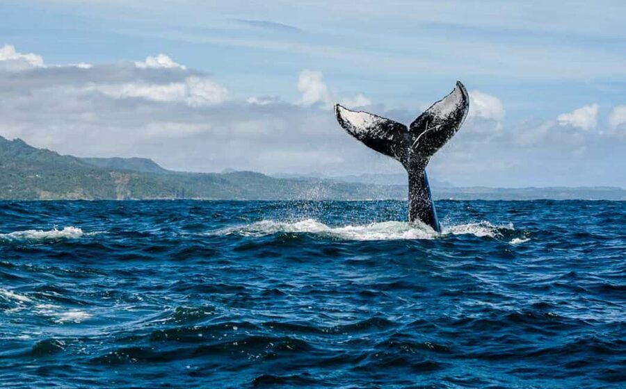 Miches: Half Day Whale Watching Catamaran Tour with Snacks - A Comfortable Catamaran With Room to Watch
